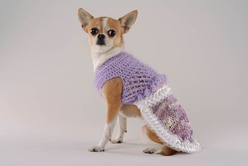 Robe tricot pour chien Violettes et myosotis - MADEheart.com