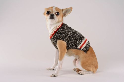 Camisa para cães café de manha roupas para animais feitas à mão  - MADEheart.com