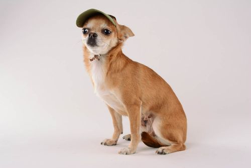 Cap for a dog Military - MADEheart.com