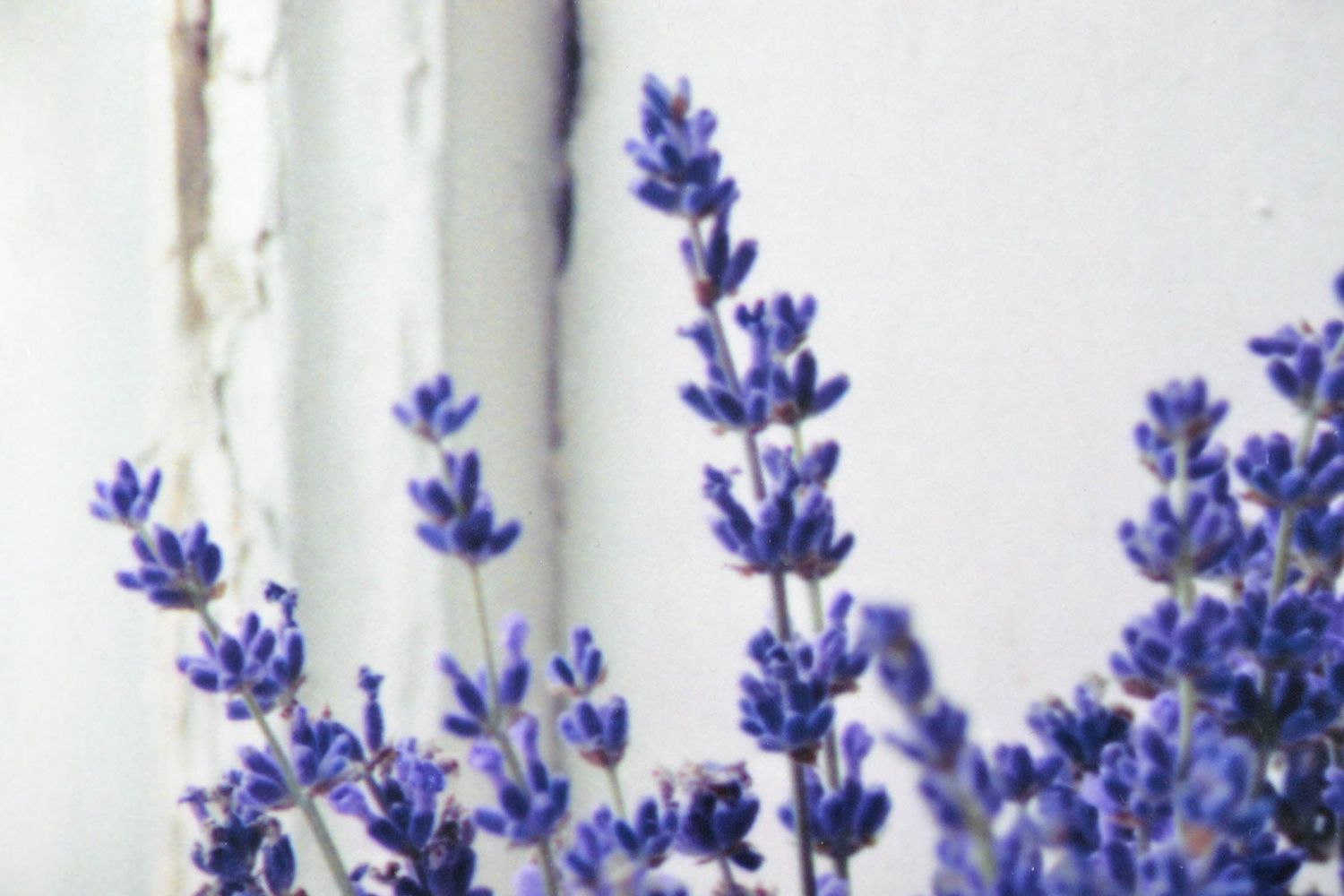 Handmade Bild Lavendel im alten Fenster foto 2