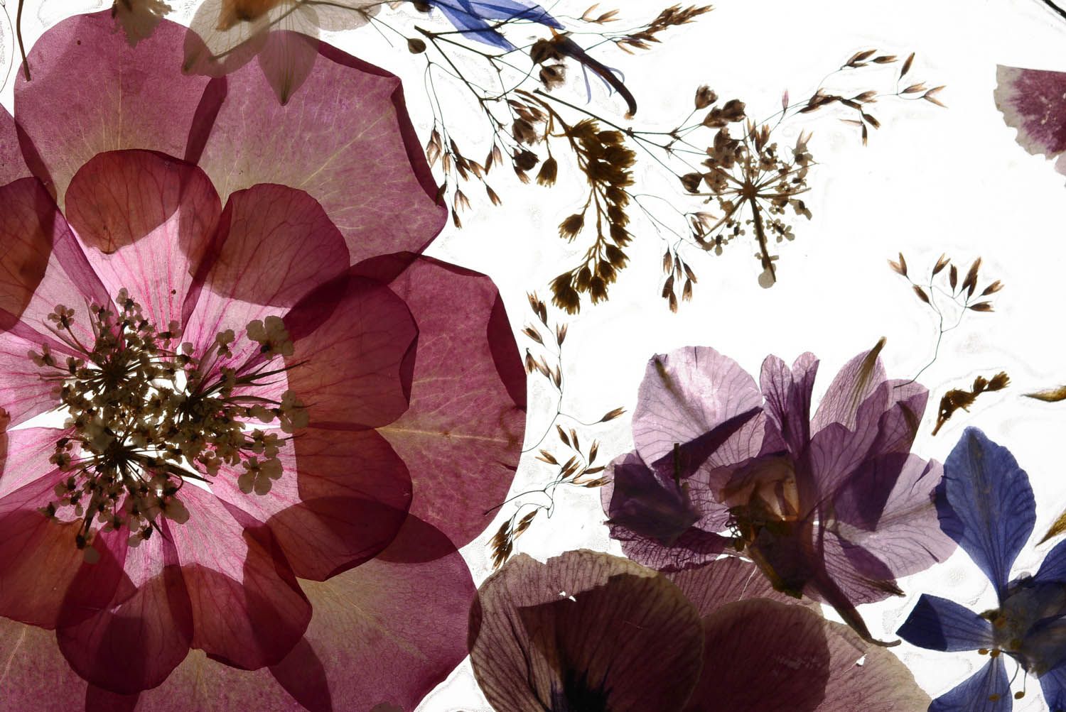 Wandbild aus Strohblumen foto 3