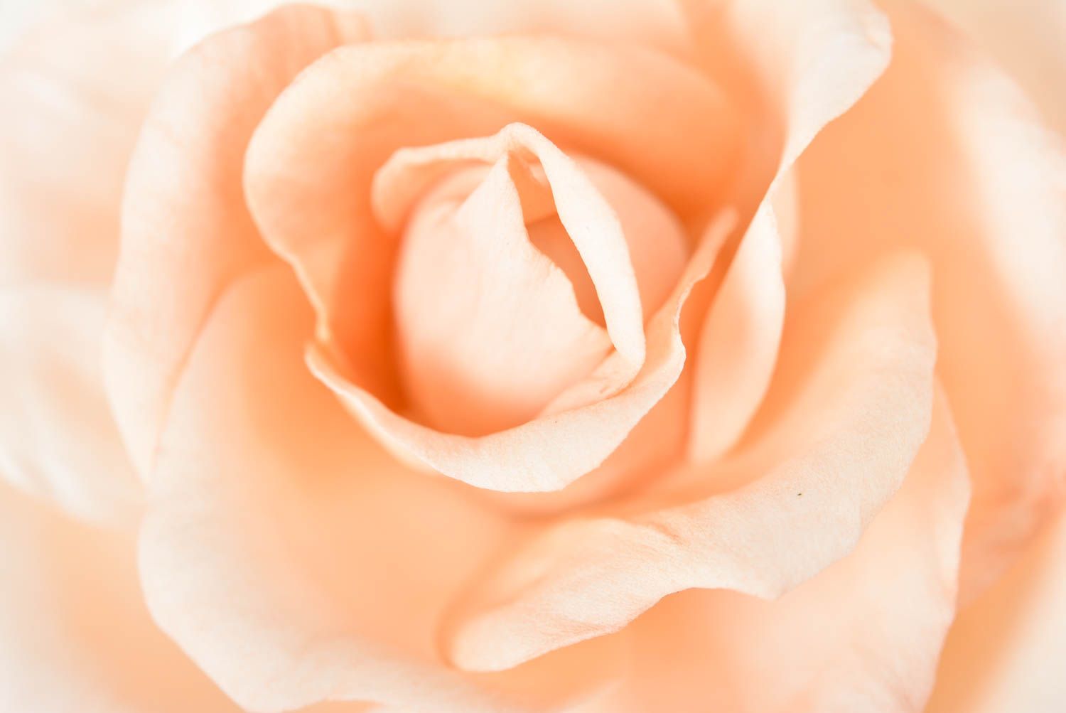 Broche fleur de rose Pince à cheveux faite main en foamiran Accessoire femme photo 4