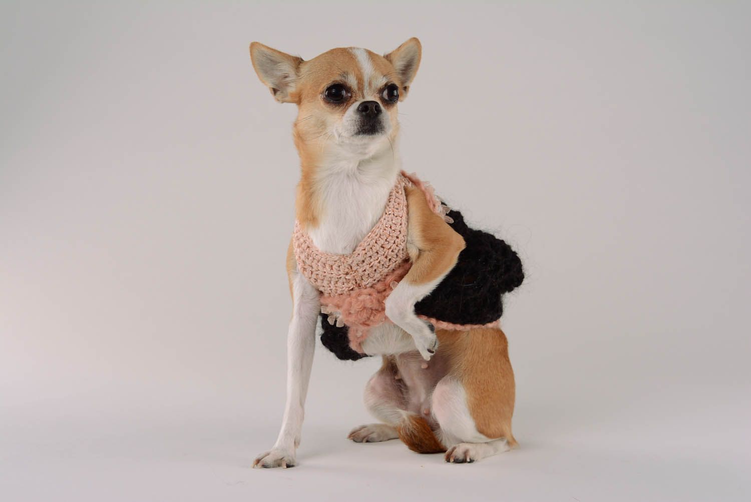 Pullover für Hunde Vintage-Charme foto 1