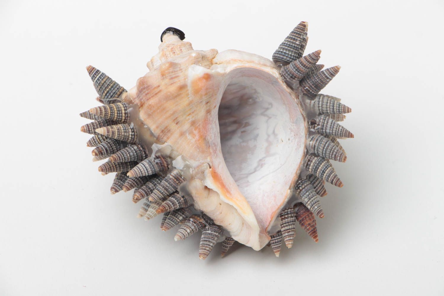 Figura original artesanal con forma de erizo de conchas de mar decorativo foto 4
