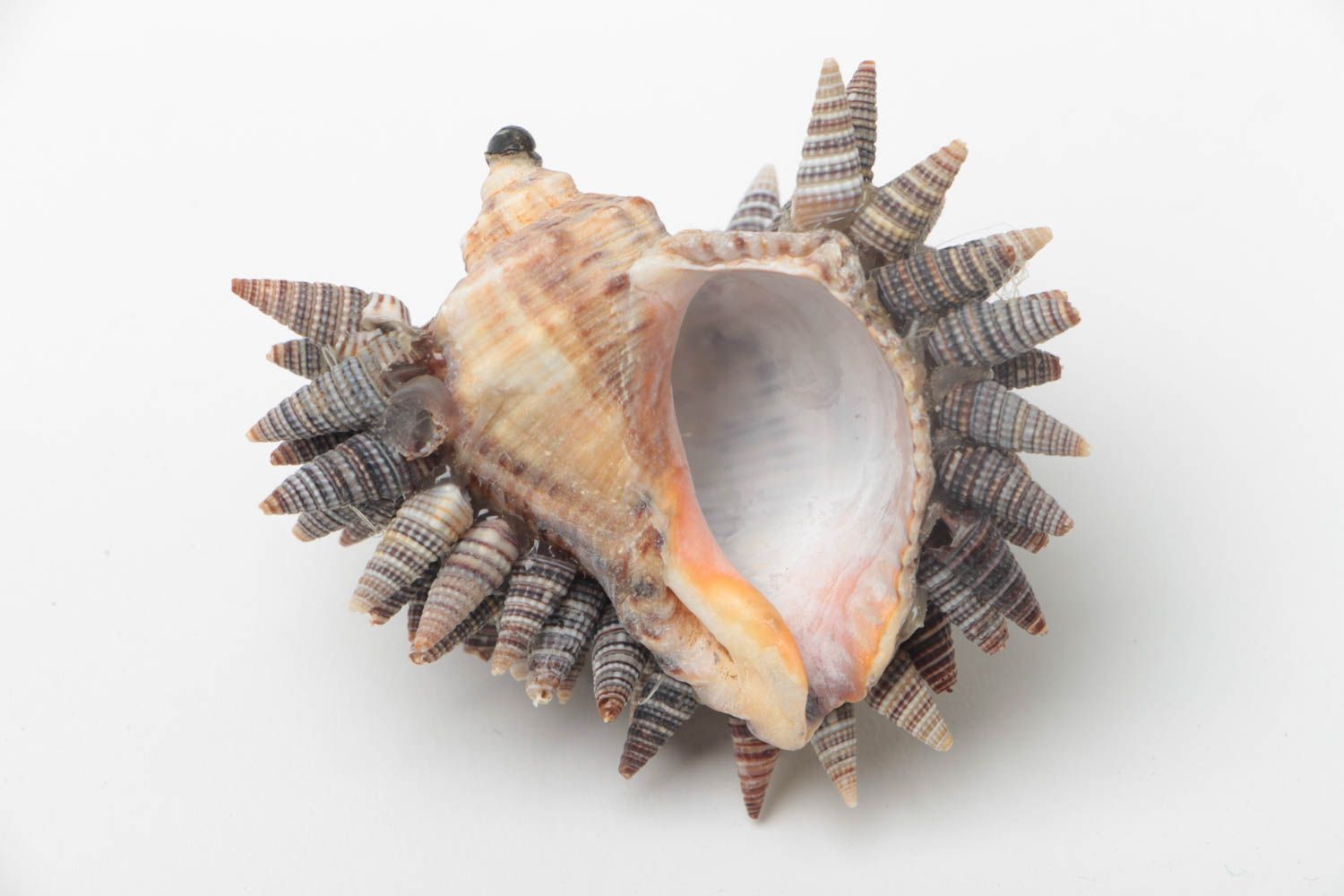 Decorative handmade hedgehog created of seashells interesting table decor photo 4