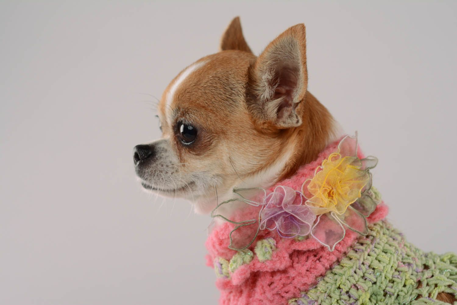 Robe tricot pour chien Paradis de framboises photo 2