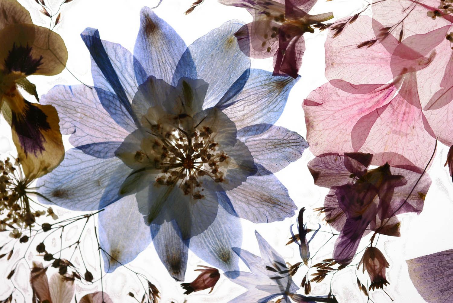 Картина из сухих цветов фото 3