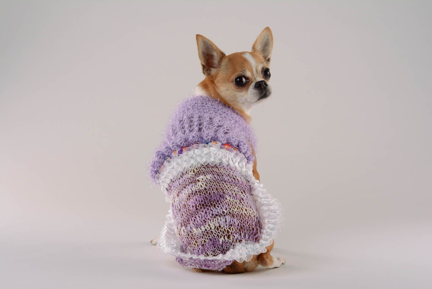 Robe tricot pour chien Violettes et myosotis photo 5