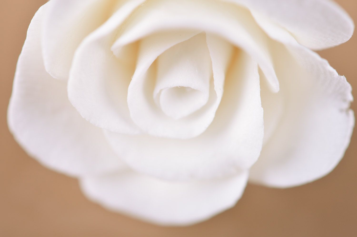 Beautiful festive elegant handmade polymer clay flower earrings in the shape of white roses  photo 4