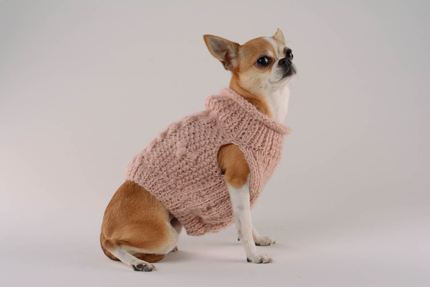 Dog sweater Cozy evening photo 1