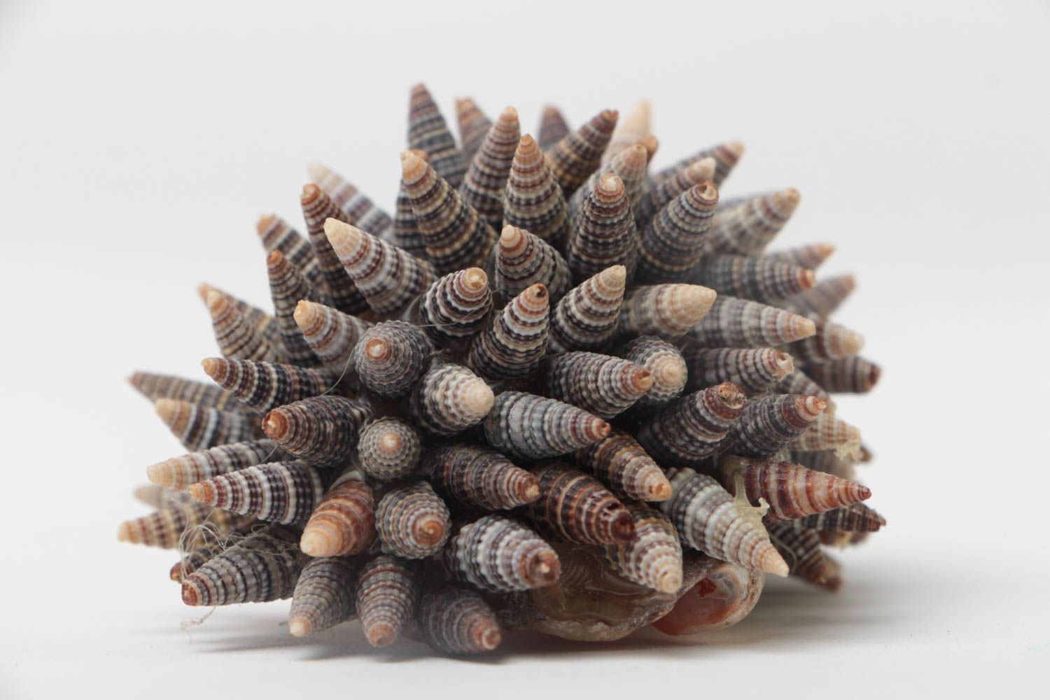 Figura decorativa de erizo de conchas de mar hecha a mano decoración de mesa foto 3