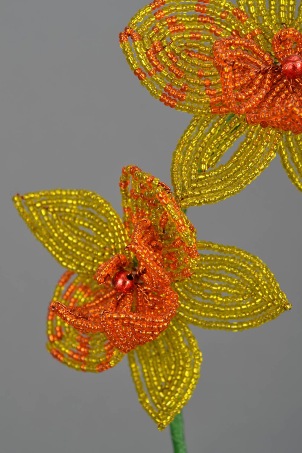 Beaded yellow orchid  photo 4