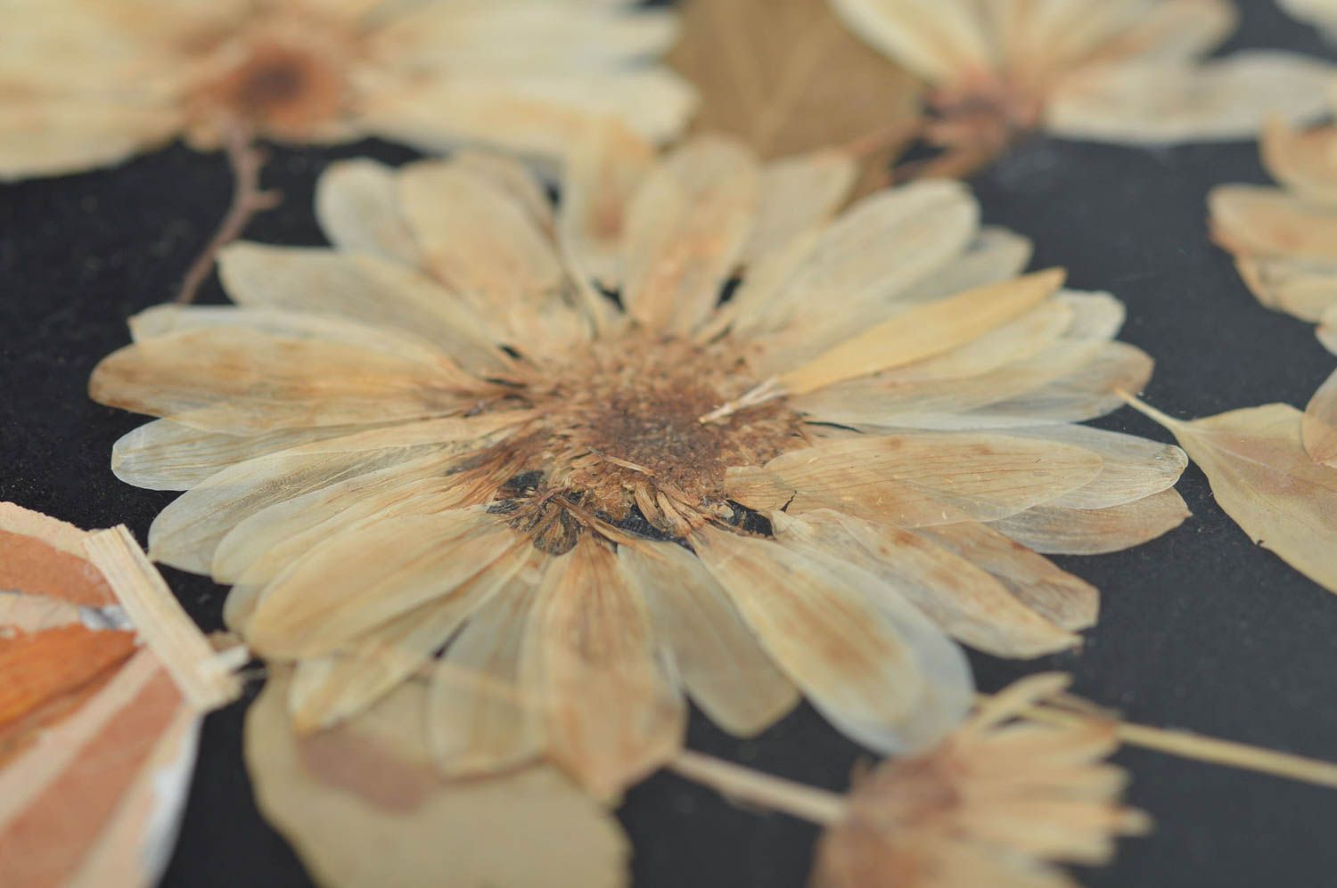 Handgemachtes Bild aus getrockneten Blumen Kamillen in Holzrahmen für Dekor foto 4