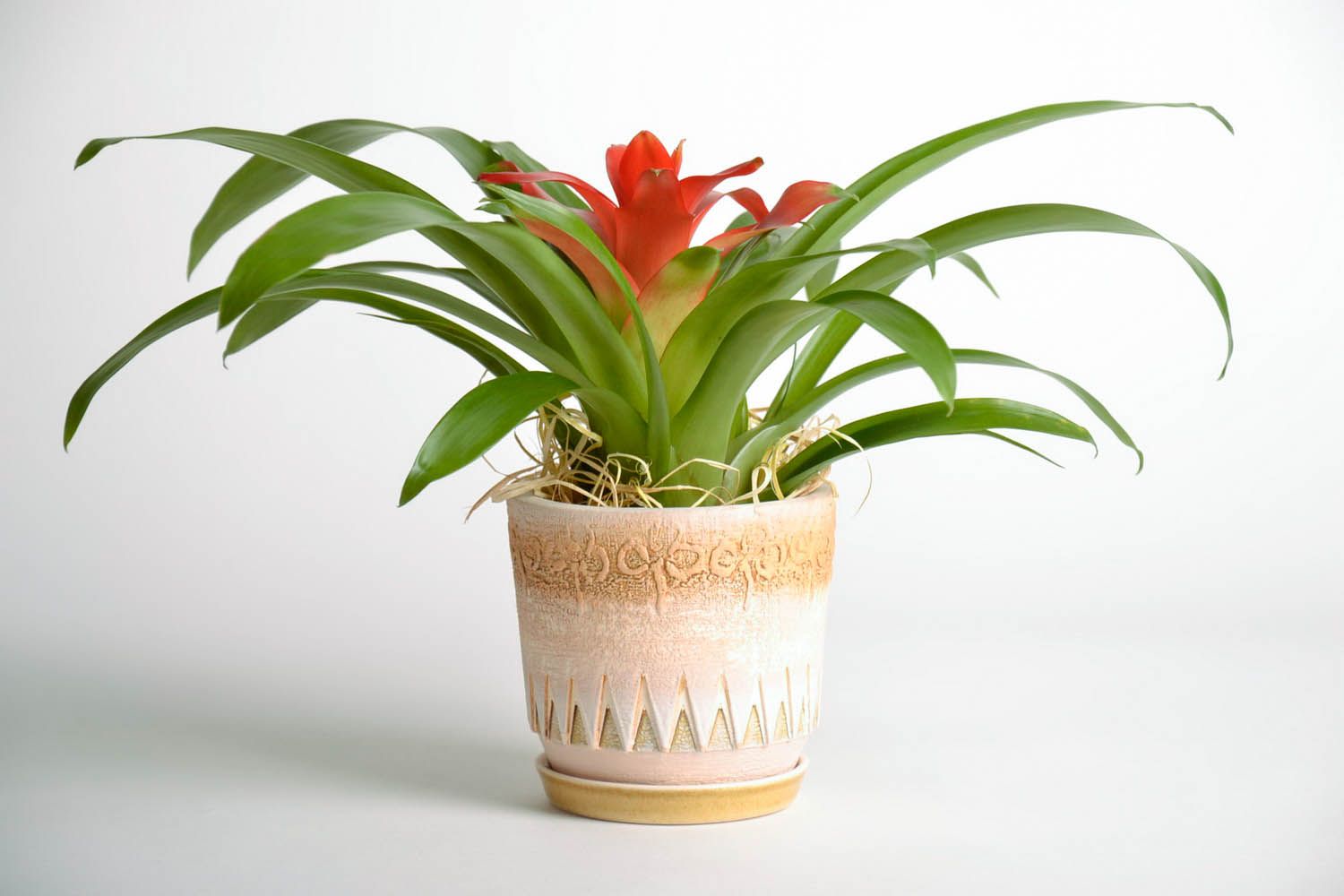 Maceta de cerámica para plantas foto 2