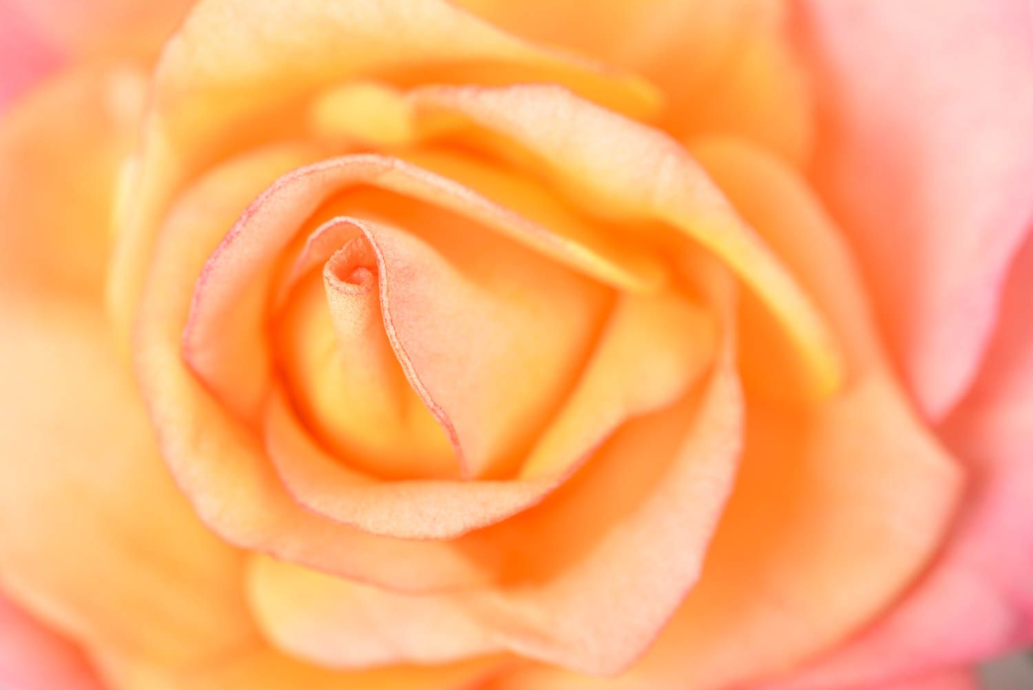 Заколка ручной работы цветок из фоамирана украшение для волос в виде розы фото 4