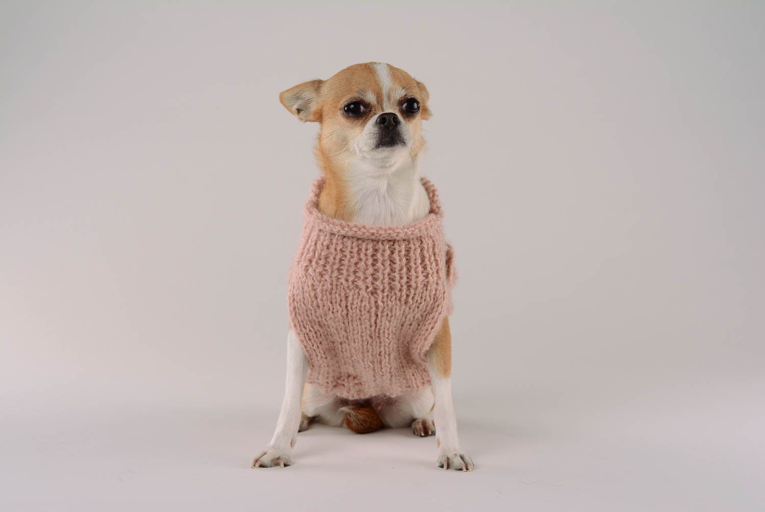 Pullover für Hund Gemütlicher Abend foto 4