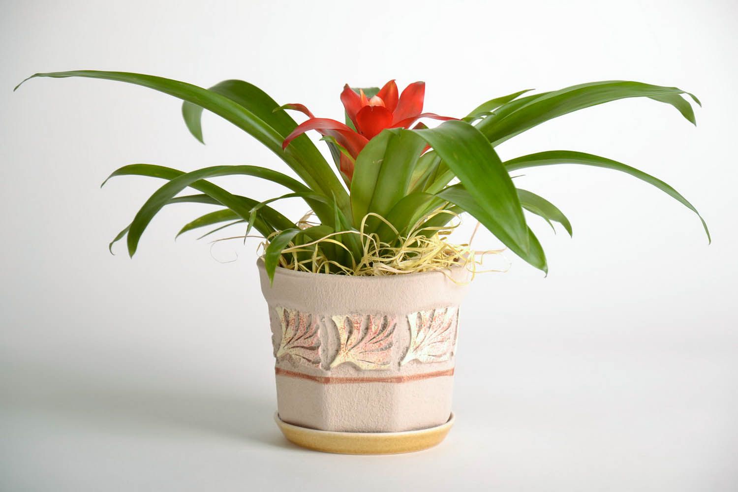 Maceta cerámica para plantas foto 2
