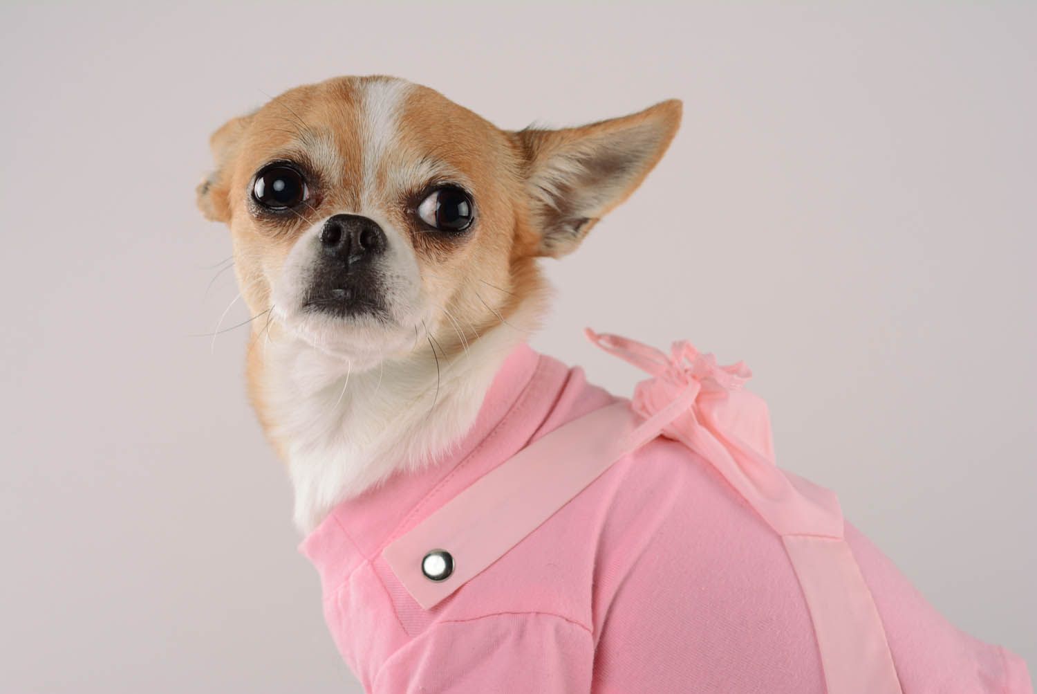 T-shirt pour chien avec sac à dos rose photo 2