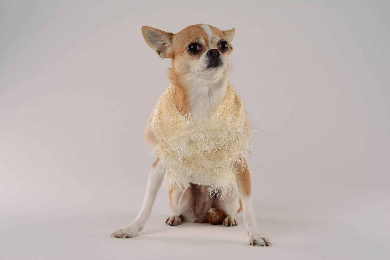 Vestido para cães feito de seda e viscose Colibri foto 4