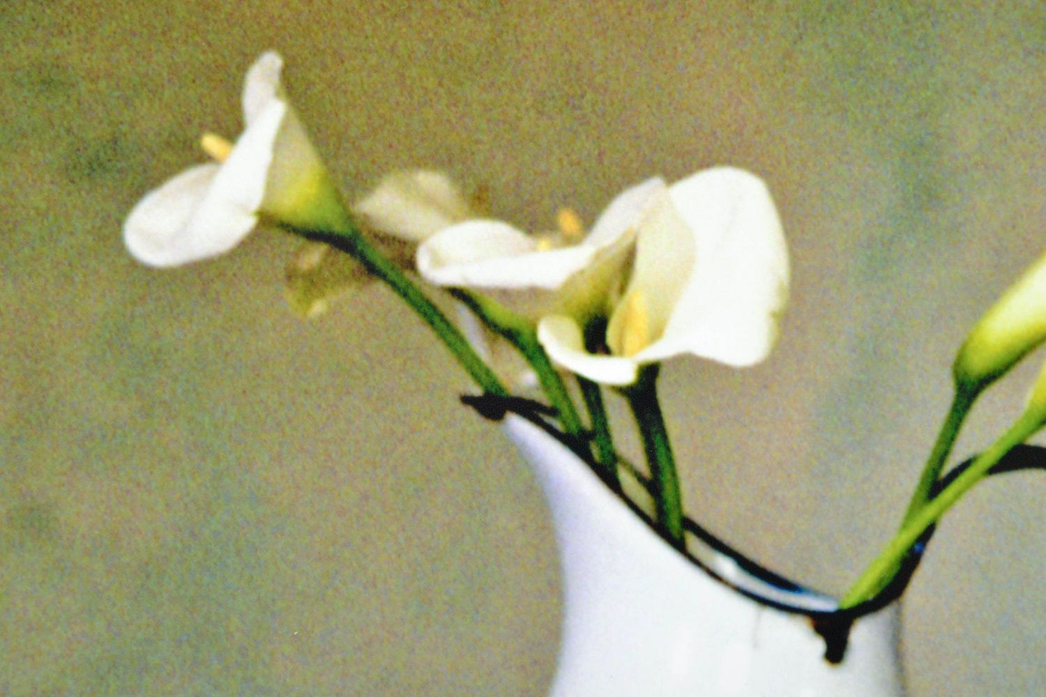 Painting Callas on the table photo 2