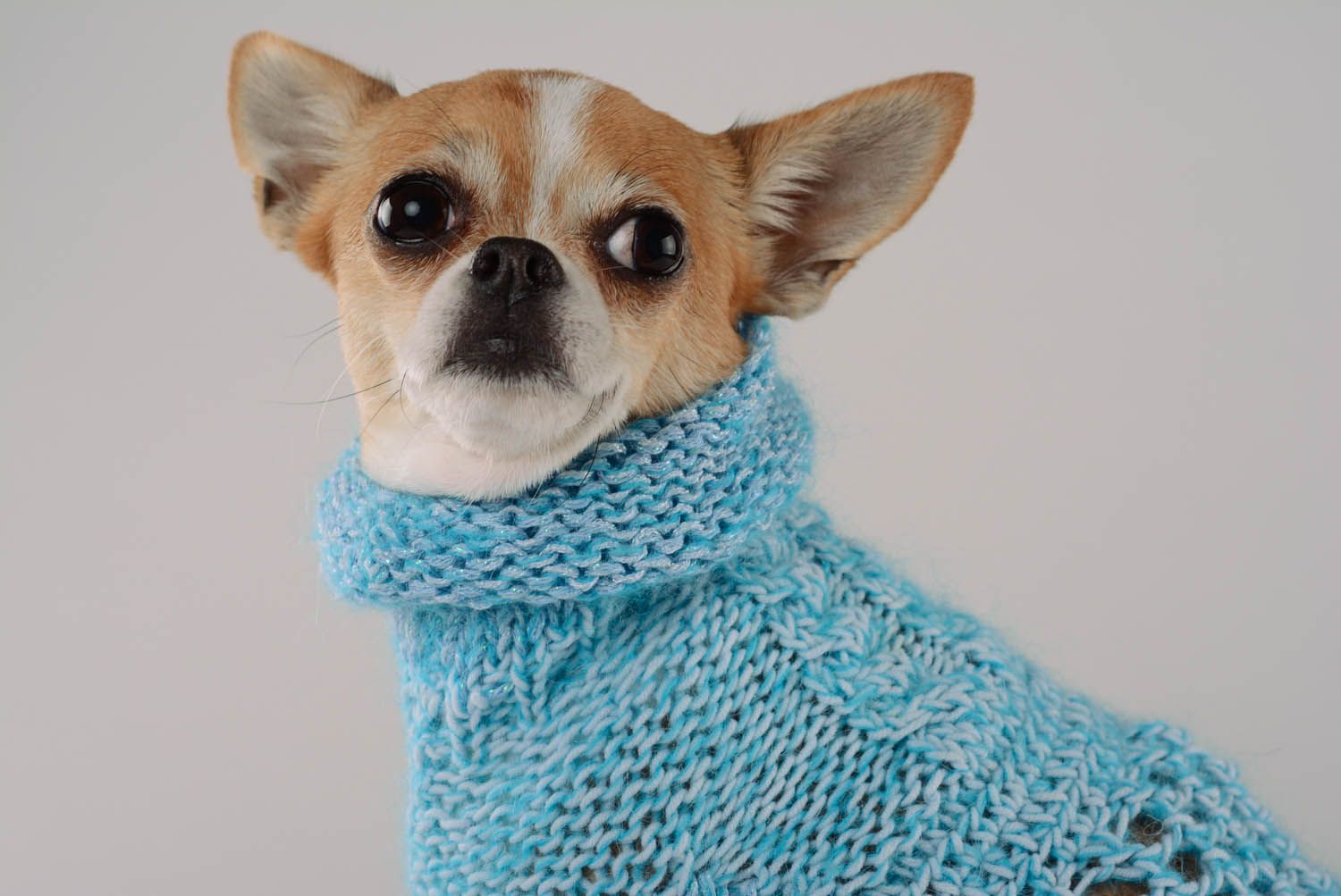 Pullover-Kleid für Hunde foto 2