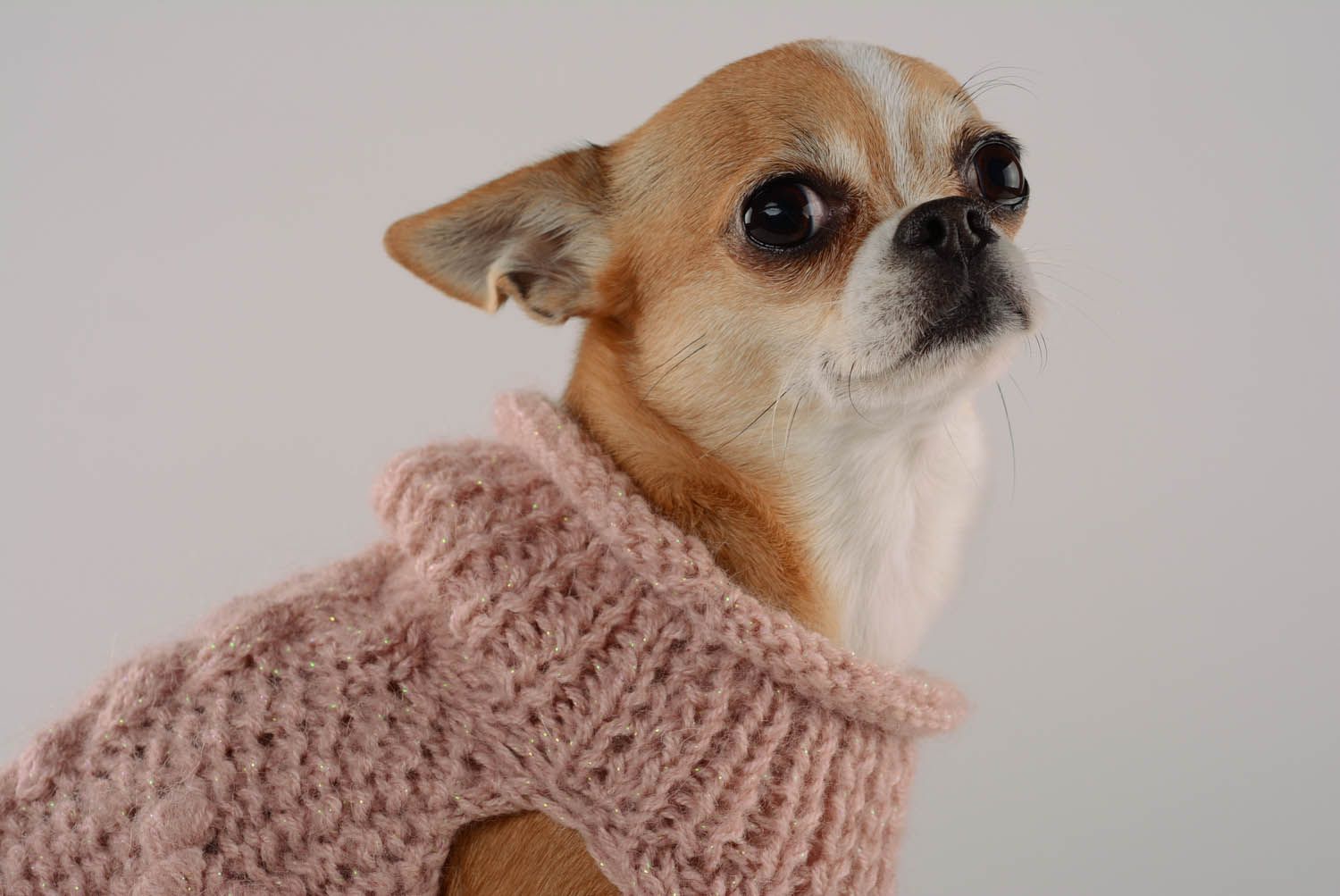 Pullover für Hund Gemütlicher Abend foto 2