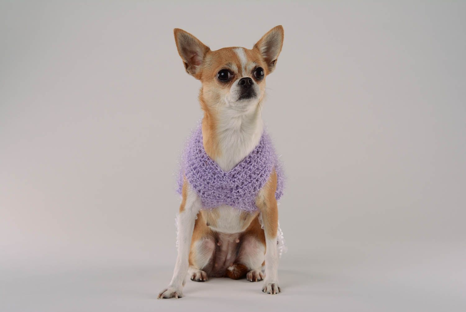 Robe tricot pour chien Violettes et myosotis photo 4
