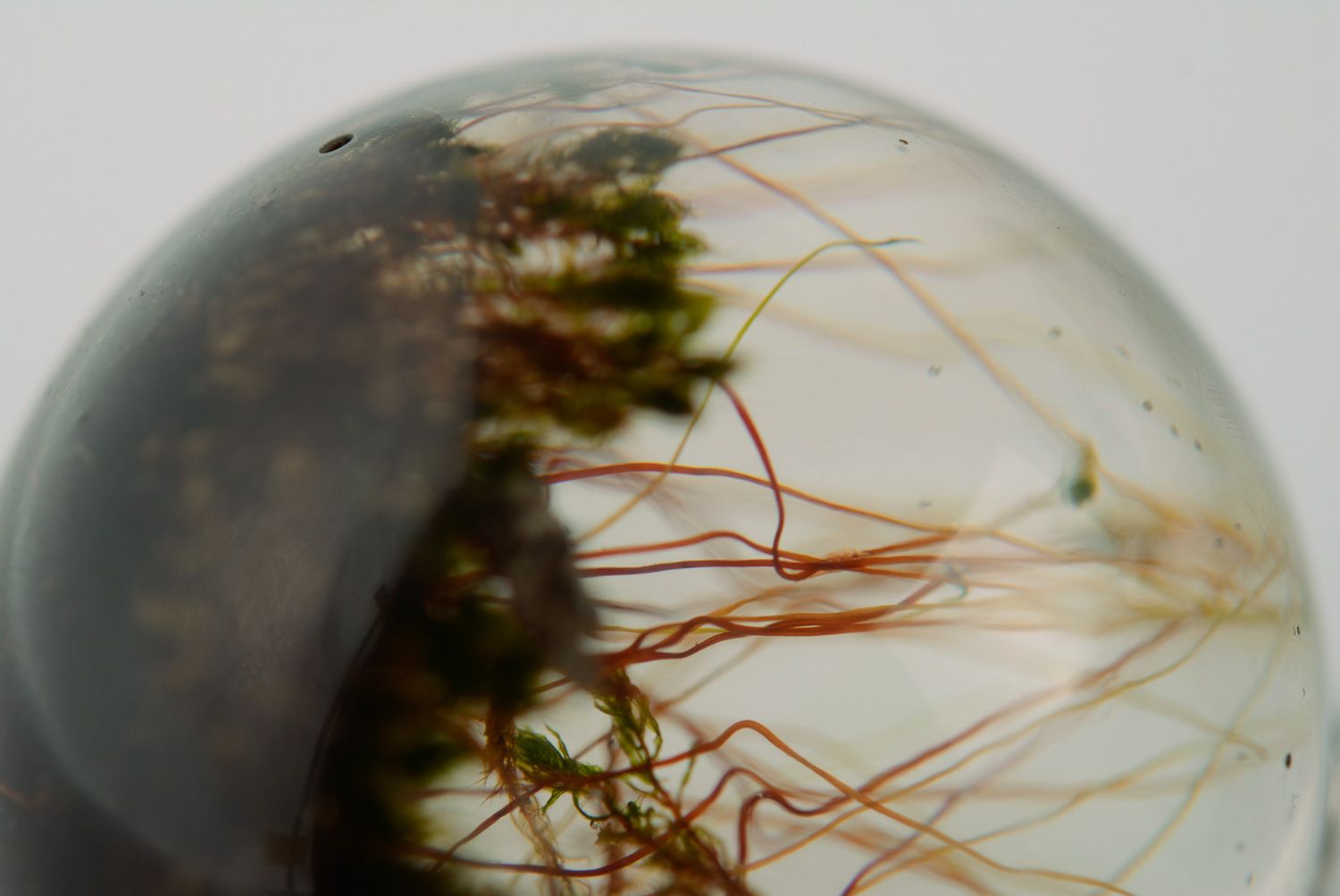Круглый кулон из эпоксидки прозрачный с живыми растениями внутри фото 5