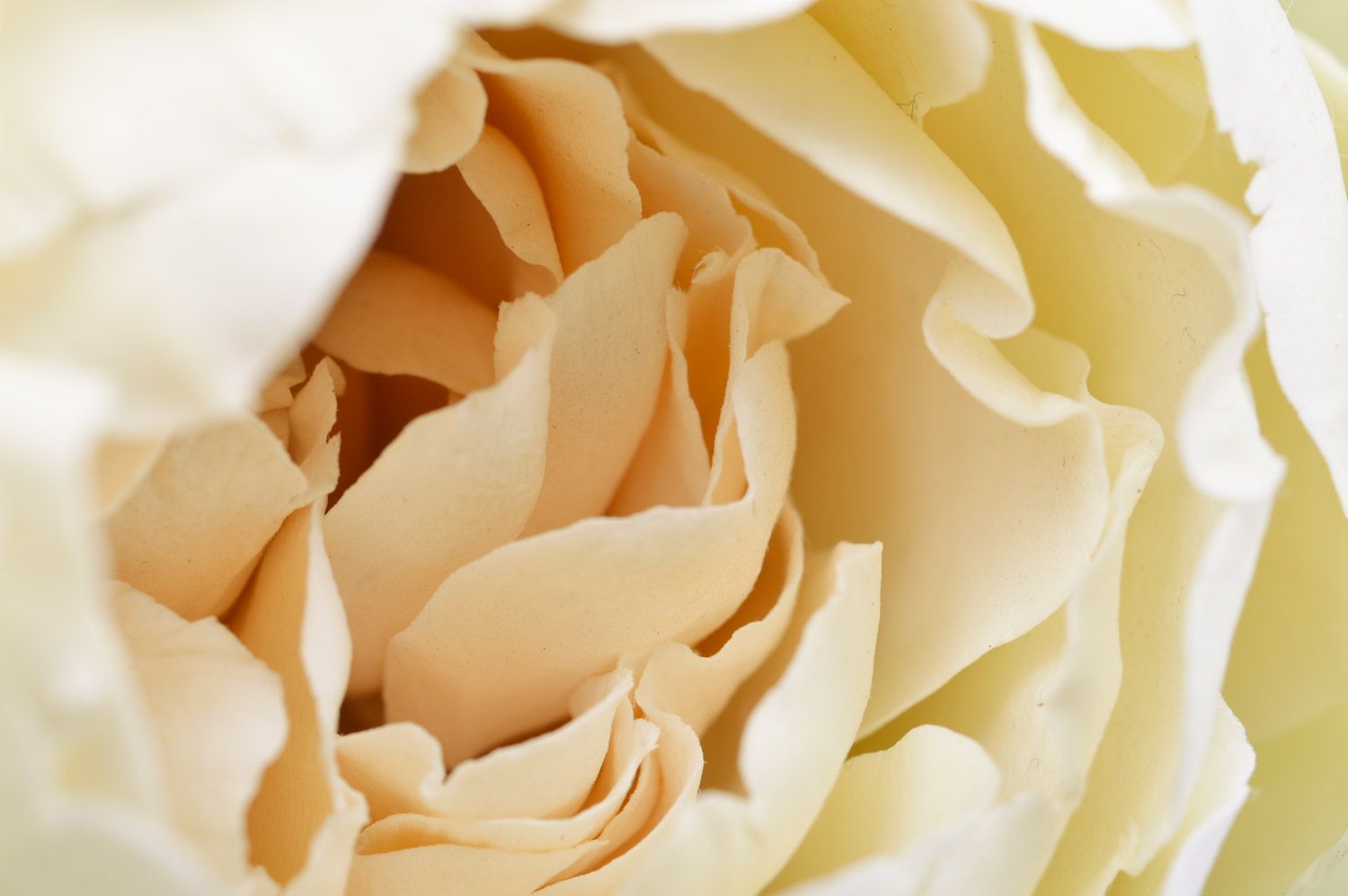 Handmade large artificial polymer clay peony flower of cream color interior decor photo 4