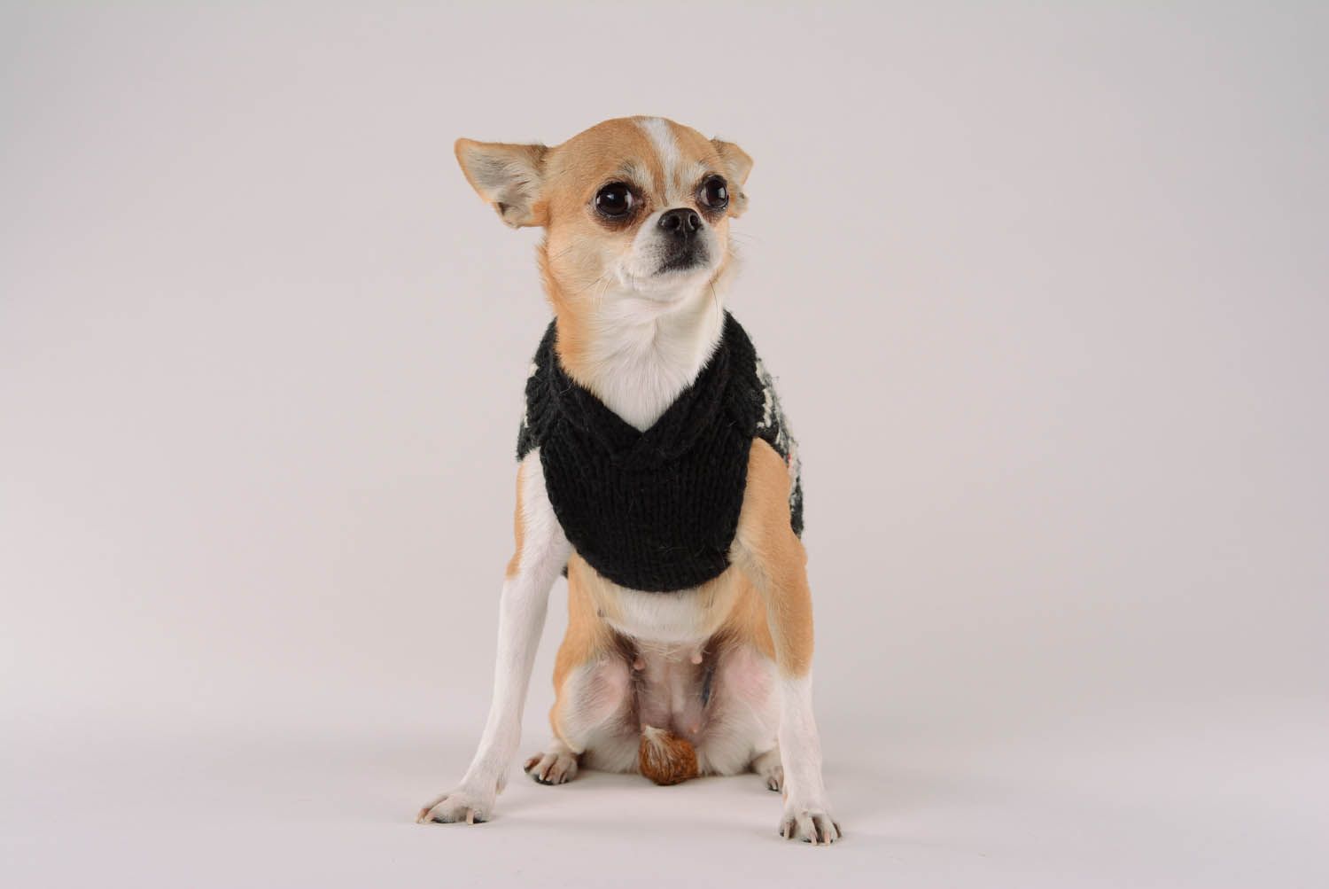 Jersey sin mangas para perro con ornamento foto 4