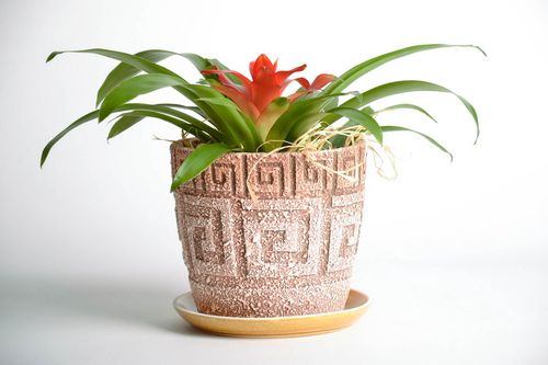 Flowerpot Viola - MADEheart.com