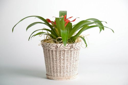 Ceramic flowerpot Fruitcake - MADEheart.com